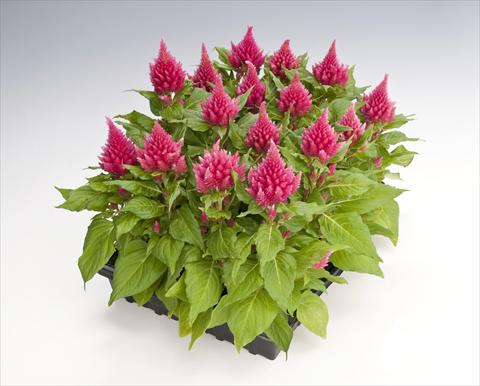foto van een variëteit aan bloemen, te gebruiken als: Pot Celosia plumosa Glorious Pink