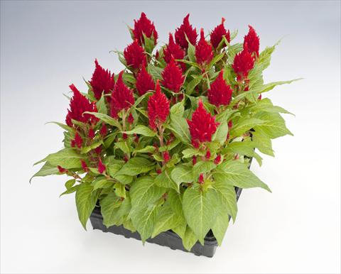 foto van een variëteit aan bloemen, te gebruiken als: Pot Celosia plumosa Glorious Red