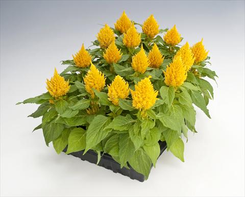 foto van een variëteit aan bloemen, te gebruiken als: Pot Celosia plumosa Glorious Yellow