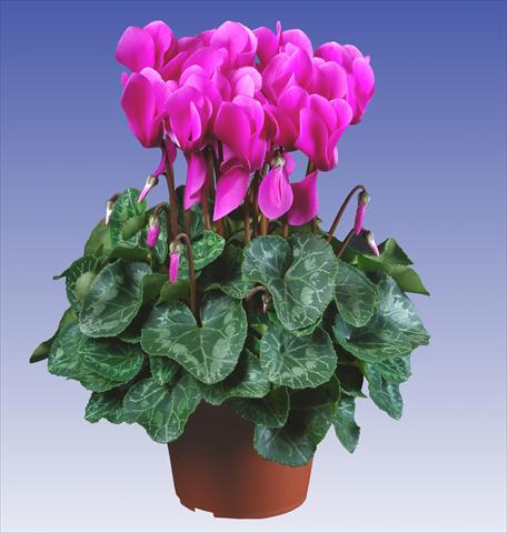 foto van een variëteit aan bloemen, te gebruiken als: Pot - en perkplant Cyclamen persicum Super Serie® Allure® F1 Light Violet