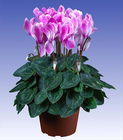 foto van een variëteit aan bloemen, te gebruiken als: Pot - en perkplant Cyclamen persicum Super Serie® Allure® F1 Violet Flamed