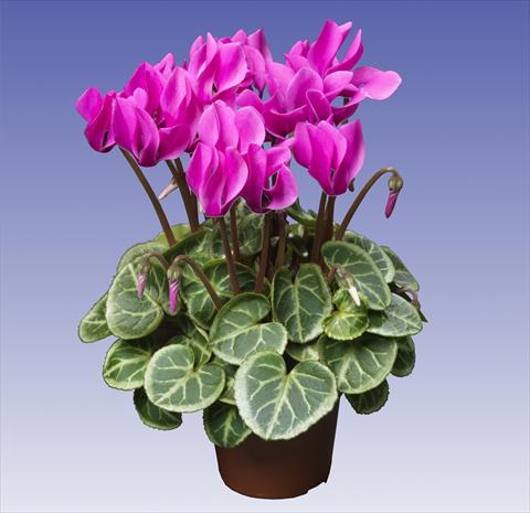 foto van een variëteit aan bloemen, te gebruiken als: Pot - en perkplant Cyclamen persicum Super Serie® Da Vinci® F1 Light Violet