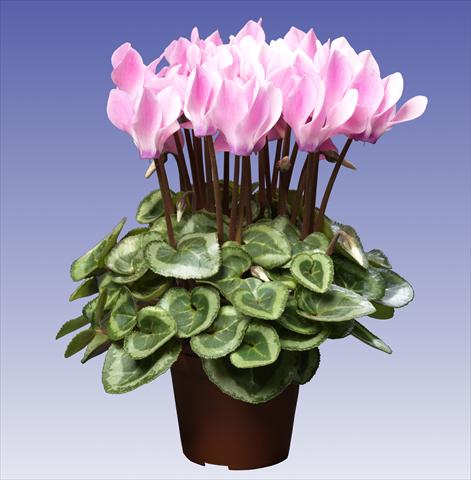 foto van een variëteit aan bloemen, te gebruiken als: Pot - en perkplant Cyclamen persicum Super Serie® Da Vinci® F1 Neon Flamed