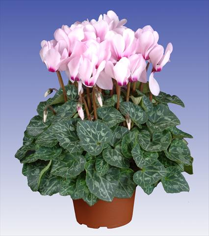 foto van een variëteit aan bloemen, te gebruiken als: Pot - en perkplant Cyclamen persicum Super Serie® Macro™ F1 Light with Eye