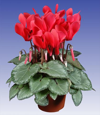 foto van een variëteit aan bloemen, te gebruiken als: Pot - en perkplant Cyclamen persicum Super Serie® Michelangelo® F1 Dark Salmon Pink