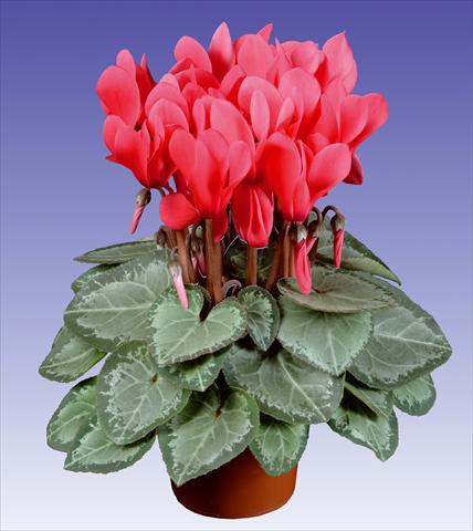 foto van een variëteit aan bloemen, te gebruiken als: Pot - en perkplant Cyclamen persicum Super Serie® Michelangelo® F1 Light Salmon Pink