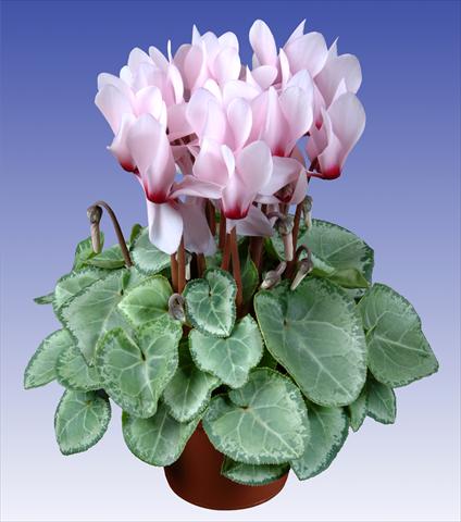 foto van een variëteit aan bloemen, te gebruiken als: Pot - en perkplant Cyclamen persicum Super Serie® Michelangelo® F1 Light with Eye