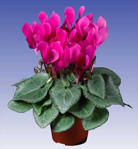 foto van een variëteit aan bloemen, te gebruiken als: Pot - en perkplant Cyclamen persicum Super Serie® Michelangelo® F1 Neon Pink