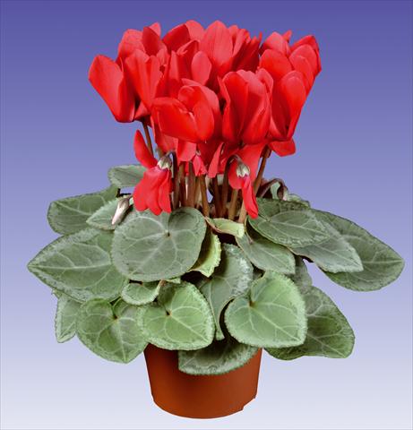 foto van een variëteit aan bloemen, te gebruiken als: Pot - en perkplant Cyclamen persicum Super Serie® Michelangelo® F1 Red