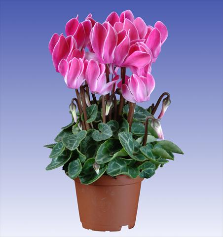 foto van een variëteit aan bloemen, te gebruiken als: Pot - en perkplant Cyclamen persicum Super Serie® Micro® F1 Wine Red Flamed