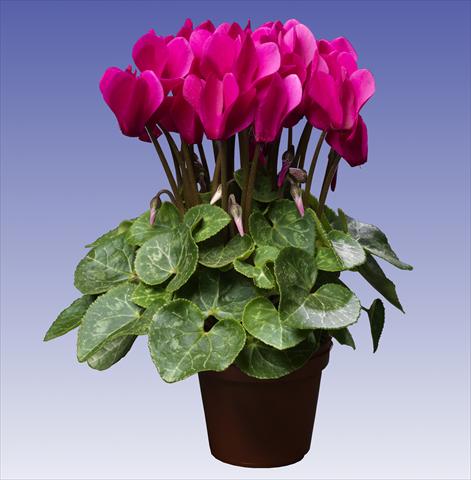 foto van een variëteit aan bloemen, te gebruiken als: Pot - en perkplant Cyclamen persicum Super Serie® Mini Winter™ F1 Deep Dark Violet
