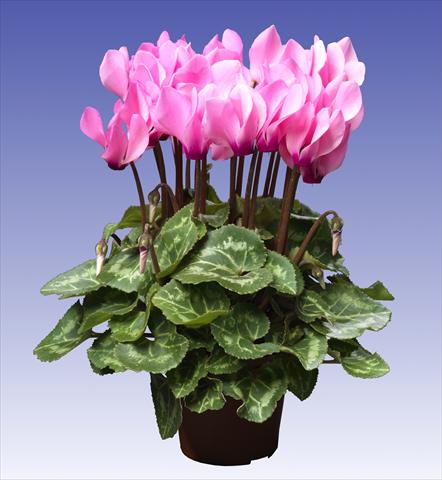 foto van een variëteit aan bloemen, te gebruiken als: Pot - en perkplant Cyclamen persicum Super Serie® Mini Winter™ F1 Light Neon Pink
