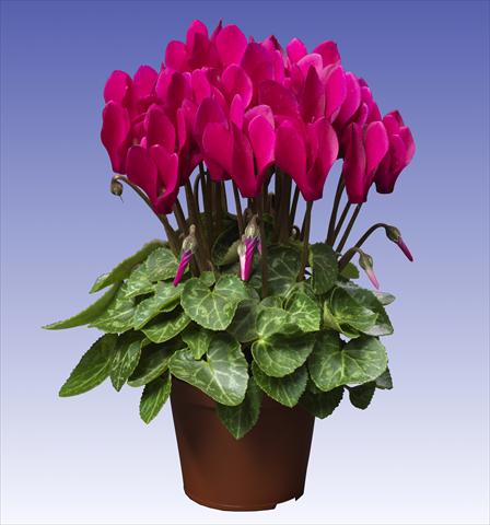 foto van een variëteit aan bloemen, te gebruiken als: Pot - en perkplant Cyclamen persicum Super Serie® Verano® F1 Deep Dark Violet