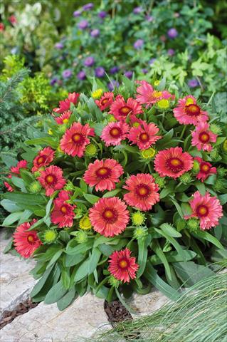 foto van een variëteit aan bloemen, te gebruiken als: Pot - en perkplant Gaillardia Arizona Red Shades