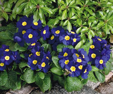 foto van een variëteit aan bloemen, te gebruiken als: Pot - en perkplant Primula elatior Piano Blue