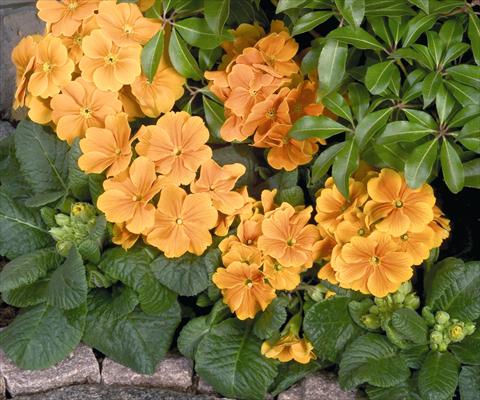 foto van een variëteit aan bloemen, te gebruiken als: Pot - en perkplant Primula elatior Piano Orange
