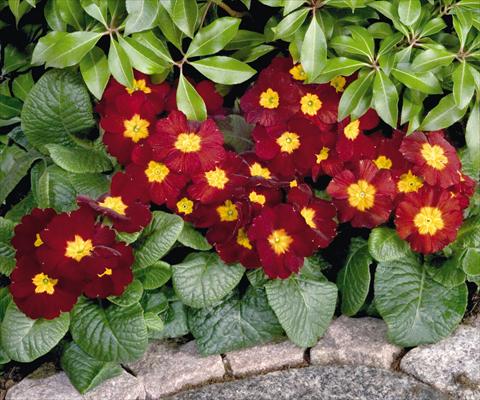 foto van een variëteit aan bloemen, te gebruiken als: Pot - en perkplant Primula elatior Piano Red