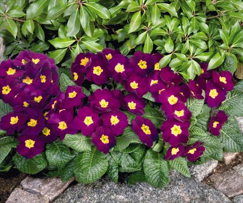 foto van een variëteit aan bloemen, te gebruiken als: Pot - en perkplant Primula elatior Piano Violet