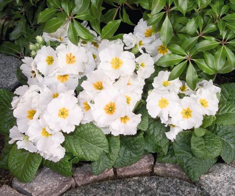 foto van een variëteit aan bloemen, te gebruiken als: Pot - en perkplant Primula elatior Piano White