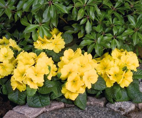 foto van een variëteit aan bloemen, te gebruiken als: Pot - en perkplant Primula elatior Piano Yellow