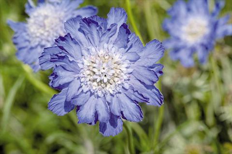 foto van een variëteit aan bloemen, te gebruiken als: Pot - en perkplant Scabiosa caucasica Fama® Deep Blue