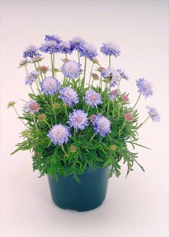 foto van een variëteit aan bloemen, te gebruiken als: Pot - en perkplant Scabiosa japonica Ritz Blue Improved