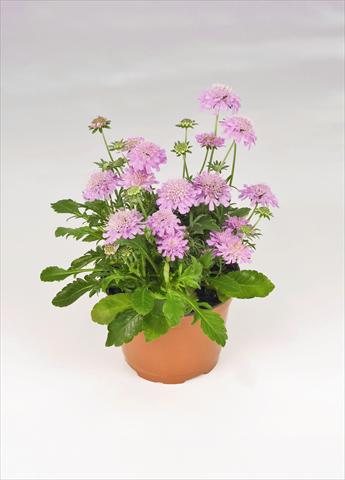 foto van een variëteit aan bloemen, te gebruiken als: Pot - en perkplant Scabiosa japonica Ritz Rose