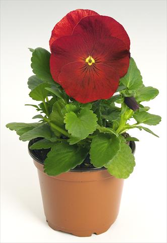 foto van een variëteit aan bloemen, te gebruiken als: Pot - en perkplant Viola wittrockiana Inspire® Scarlet