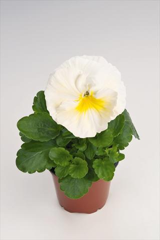 foto van een variëteit aan bloemen, te gebruiken als: Pot - en perkplant Viola wittrockiana Thriller® Primrose