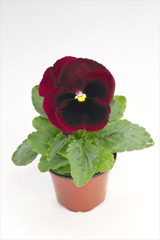foto van een variëteit aan bloemen, te gebruiken als: Pot - en perkplant Viola wittrockiana Thriller® Red with Blotch