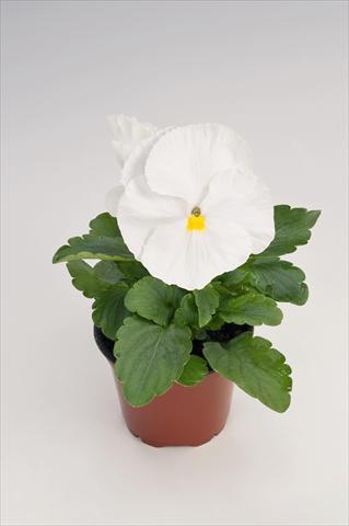 foto van een variëteit aan bloemen, te gebruiken als: Pot - en perkplant Viola wittrockiana Thriller® White
