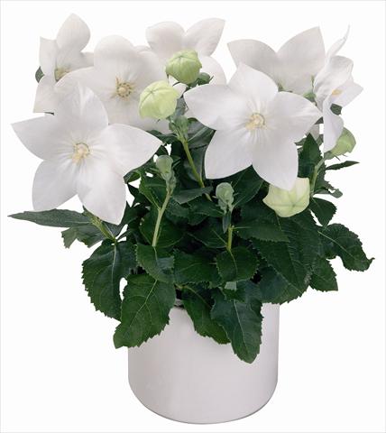 foto van een variëteit aan bloemen, te gebruiken als: Pot - en perkplant Platycodon Astra White