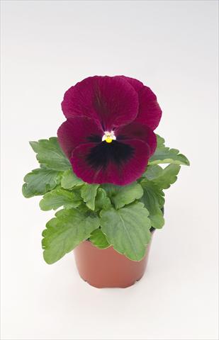 foto van een variëteit aan bloemen, te gebruiken als: Pot - en perkplant Viola wittrockiana Thriller® Wine