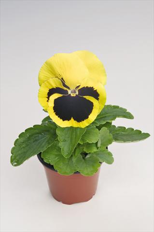 foto van een variëteit aan bloemen, te gebruiken als: Pot - en perkplant Viola wittrockiana Thriller® Yellow with Blotch