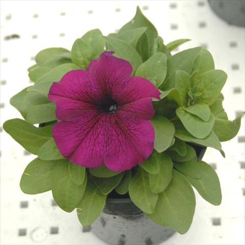 foto van een variëteit aan bloemen, te gebruiken als: Potplant, perkplant, patioplant, korfplant Petunia Compatta Burgundy