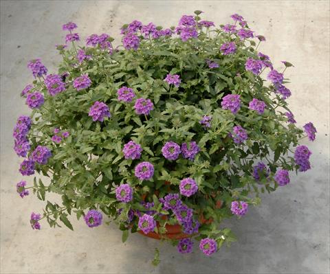 foto van een variëteit aan bloemen, te gebruiken als: Potplant, patioplant, korfplant Verbena Superbena Royale Parfume