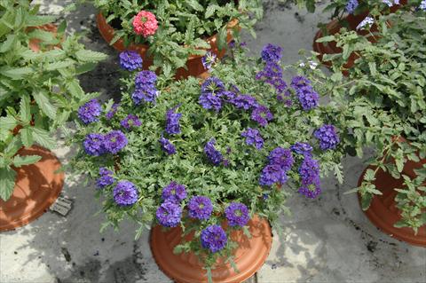 foto van een variëteit aan bloemen, te gebruiken als: Potplant, patioplant, korfplant Verbena Vepita Blu