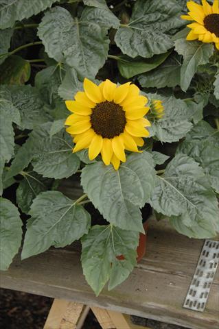 foto van een variëteit aan bloemen, te gebruiken als: Pot - en perkplant Helianthus annuus Miss Sunshine compatto