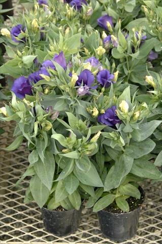foto van een variëteit aan bloemen, te gebruiken als: Pot Lisianthus F.1 Carmen Blu