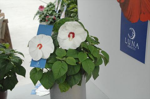 foto van een variëteit aan bloemen, te gebruiken als: Pot - en perkplant Hibiscus moscheutos Luna Mix