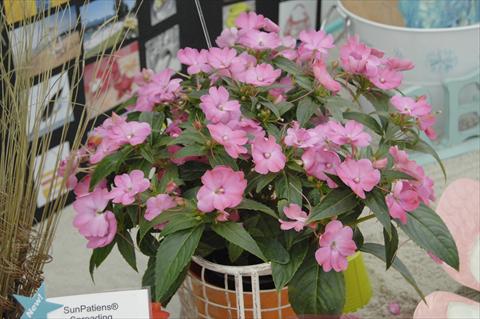 foto van een variëteit aan bloemen, te gebruiken als: Pot - en perkplant Impatiens N. Guinea Sunpatiens® Vigorous Pink