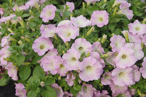 foto van een variëteit aan bloemen, te gebruiken als: Potplant, patioplant, korfplant Petunia Veranda® Pink Blush
