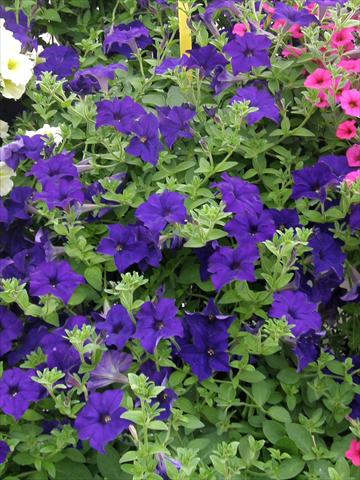 foto van een variëteit aan bloemen, te gebruiken als: Potplant, patioplant, korfplant Petunia Veranda® Blu