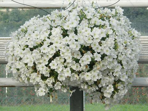 foto van een variëteit aan bloemen, te gebruiken als: Potplant, patioplant, korfplant Petunia Veranda® Bianco