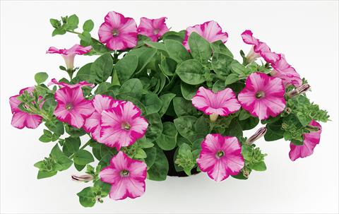 foto van een variëteit aan bloemen, te gebruiken als: Potplant, patioplant, korfplant Petunia Raspberry Blast