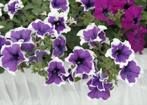 foto van een variëteit aan bloemen, te gebruiken als: Potplant, patioplant, korfplant Petunia pendula Cascadias® Violet Skirt