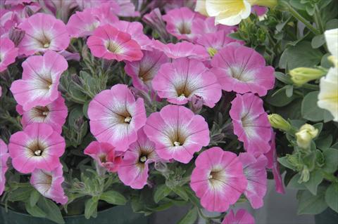 foto van een variëteit aan bloemen, te gebruiken als: Potplant, patioplant, korfplant Petunia pendula Cascadias® Mashmallow Pink