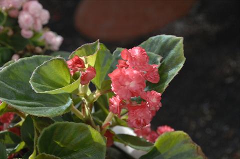 foto van een variëteit aan bloemen, te gebruiken als: Pot - en perkplant Begonia semperflorens Paso Doble Cherry Red