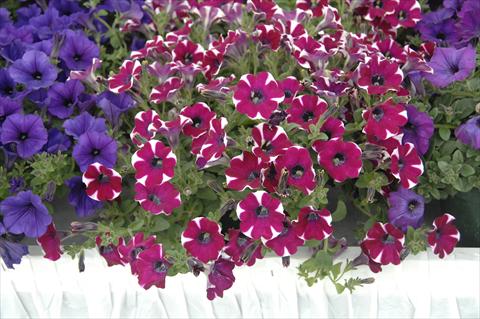 foto van een variëteit aan bloemen, te gebruiken als: Potplant, patioplant, korfplant Petunia pendula Cascadias® Cabernet