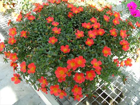 foto van een variëteit aan bloemen, te gebruiken als: Pot - en perkplant Portulaca Amica Scarlet